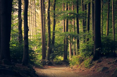 Floresta
